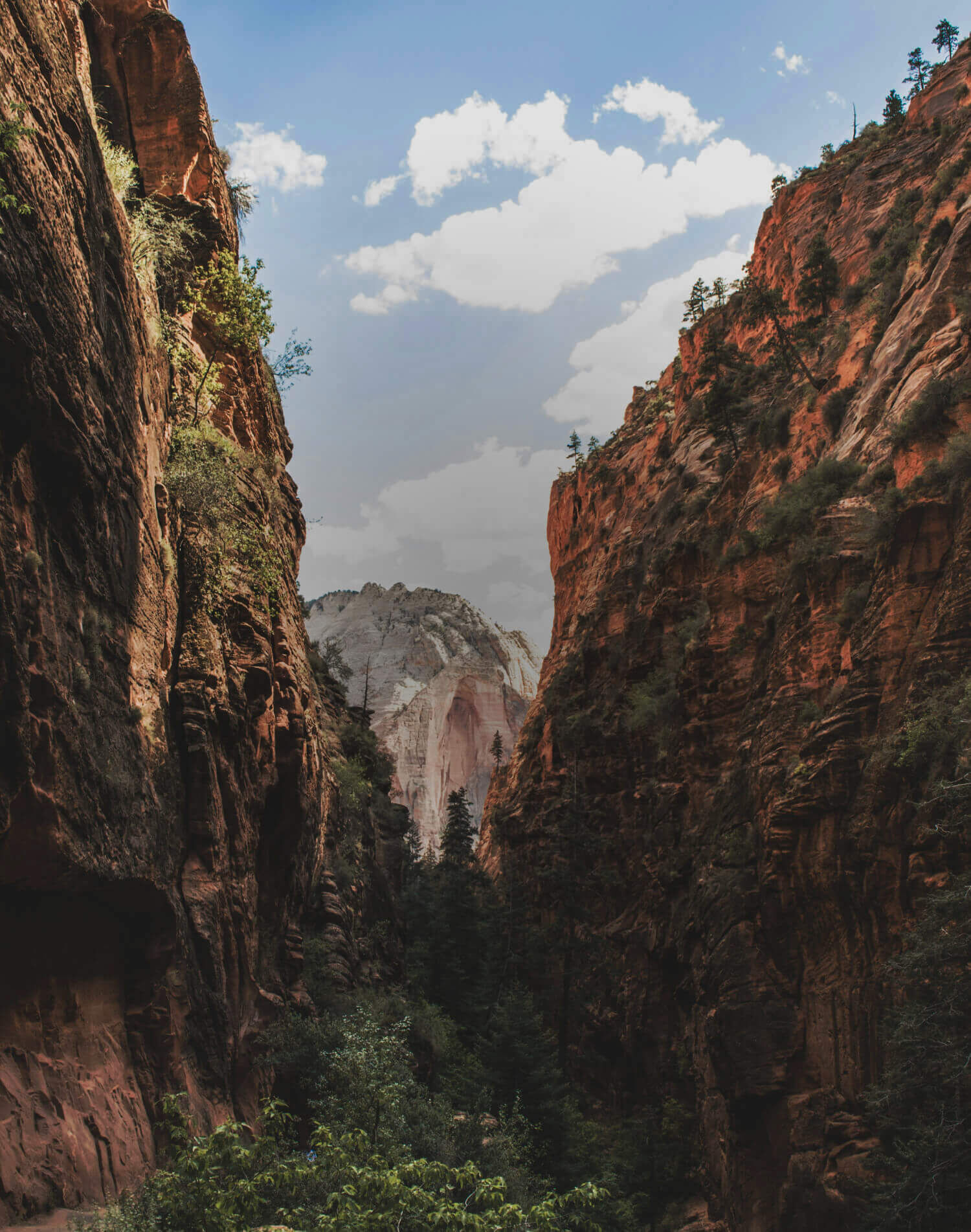 A canyon with a forest.
